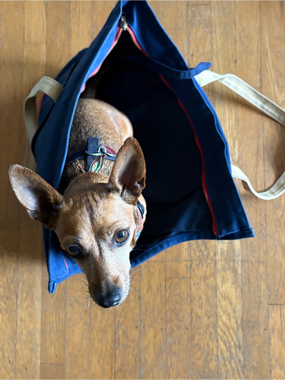 Navy & Red Canvas Pet Tote with Tan Straps - Picture 7 of 11